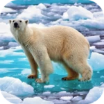 Logo of Polar Bear Video Wallpaper android Application 