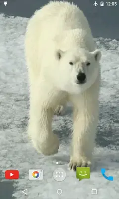 Polar Bear Video Wallpaper android App screenshot 0