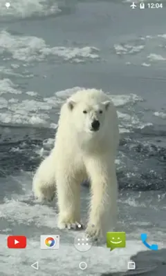 Polar Bear Video Wallpaper android App screenshot 1