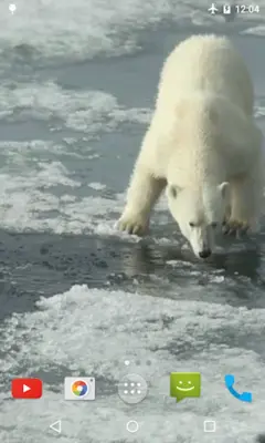 Polar Bear Video Wallpaper android App screenshot 2